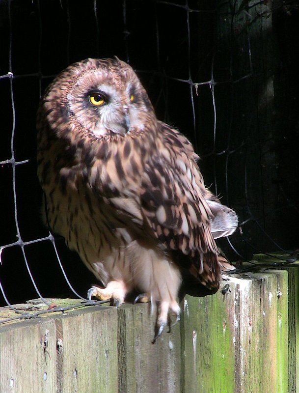 Bennas2010-0395.jpg - The Short-eared Owl